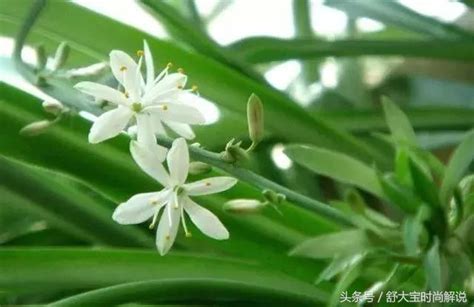 吊蘭開花|吊蘭怎麼養？基礎照顧方法和特色